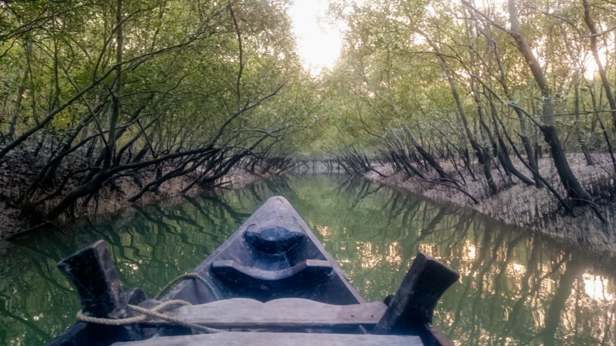 Čamac plovi kanalom kroz šumu mangrova