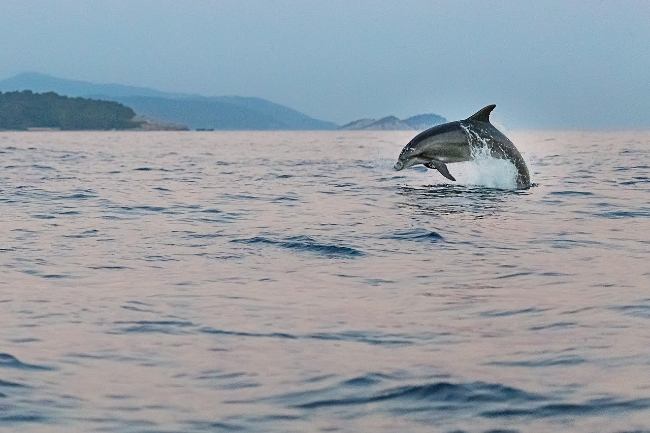 Delfin, more, obala