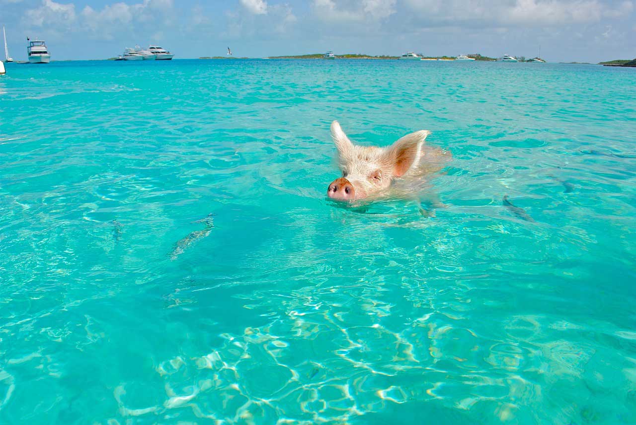 Plivanje sa svinjama na Bahamima