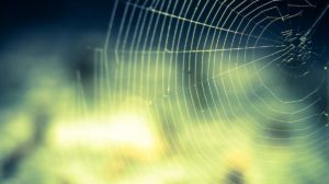 Paukova mreža