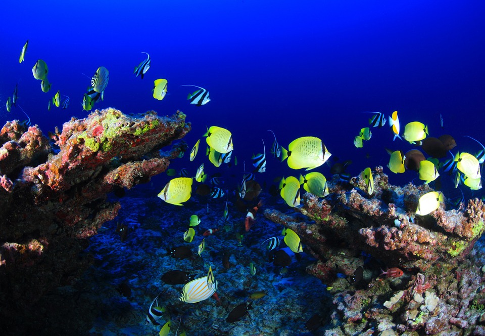 koralni greben