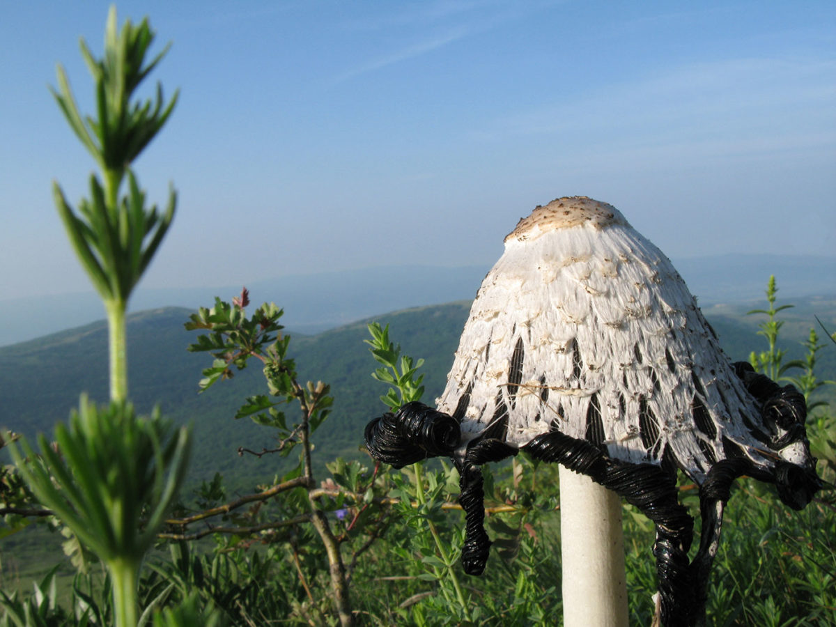 Rtanj je stanište vrsta koje se smatraju strogo zaštićenim vrstama u flori Srbije