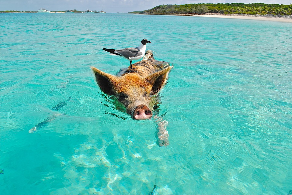 Plivajte sa svinjama na Bahamima