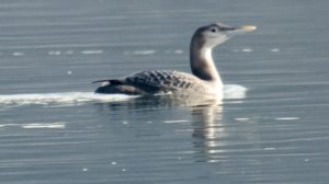 Žutokljuni morski gnjurac