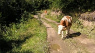 Fine i negovane krave, foto: Uroš Nedeljković