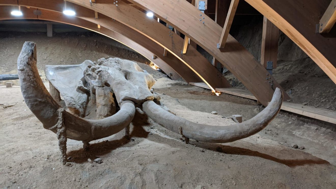 Možda jedan od najbolje očuvanih skeleta mamuta u svetu nalazi se baš u Viminacijumu, foto: Uroš Nedeljković