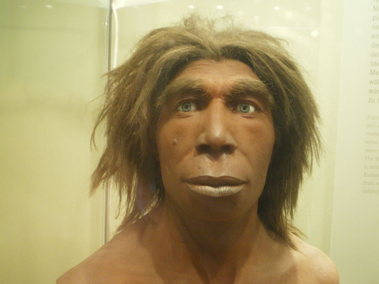 Iako možda liči na nekog lokalnog funckionera ili biznismena, zapravo neandertalac se razlikovao po mnogo čemu od današnjih ljudi. Prirodnjački muzej u Berlinu, autor: Matanya / Wikimedia