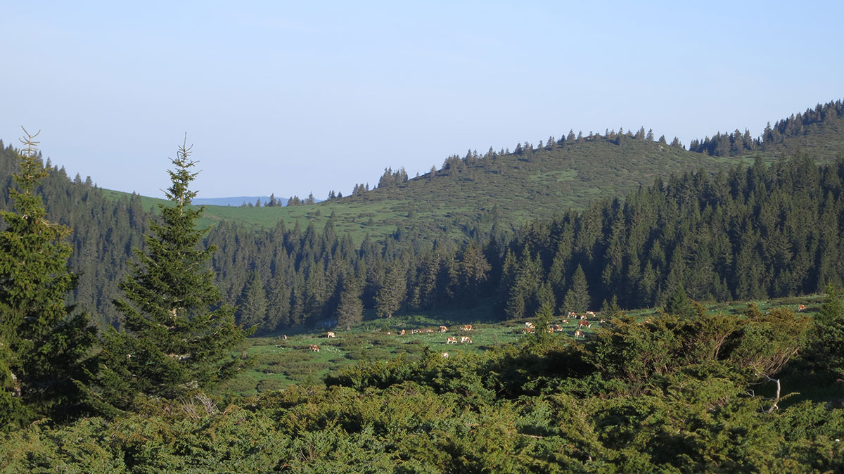 Stoka na ispaši pri silasku sa vrha Tri čuke, foto: Uroš Nedeljković