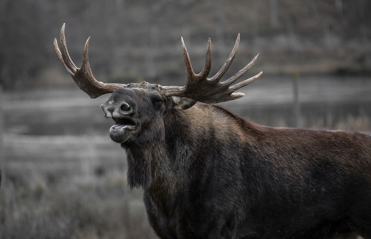 Los težak 300 kilograma našao se kao "prtljag"