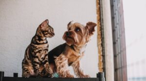 Ljubimci preko granice pas i mačka