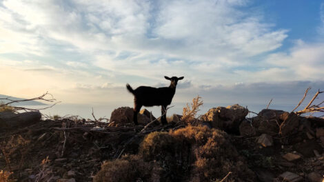 Koza na Ikariji