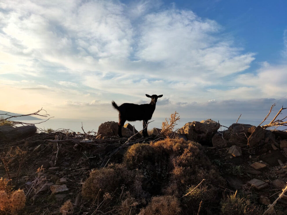 Koza na Ikariji